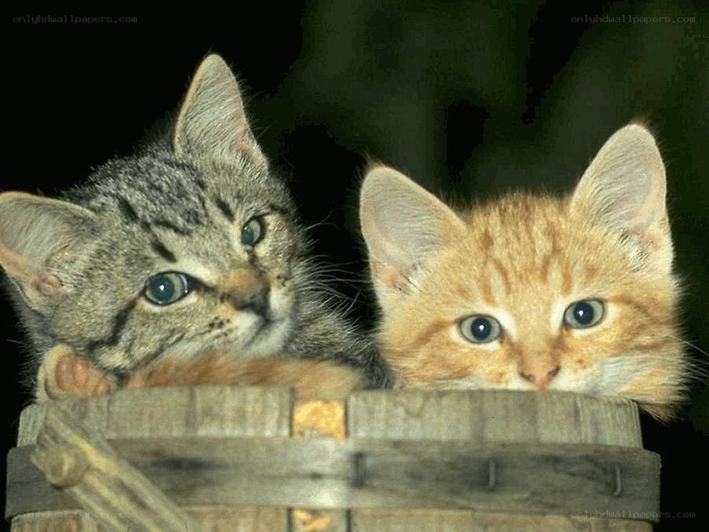 two kittens in a basket