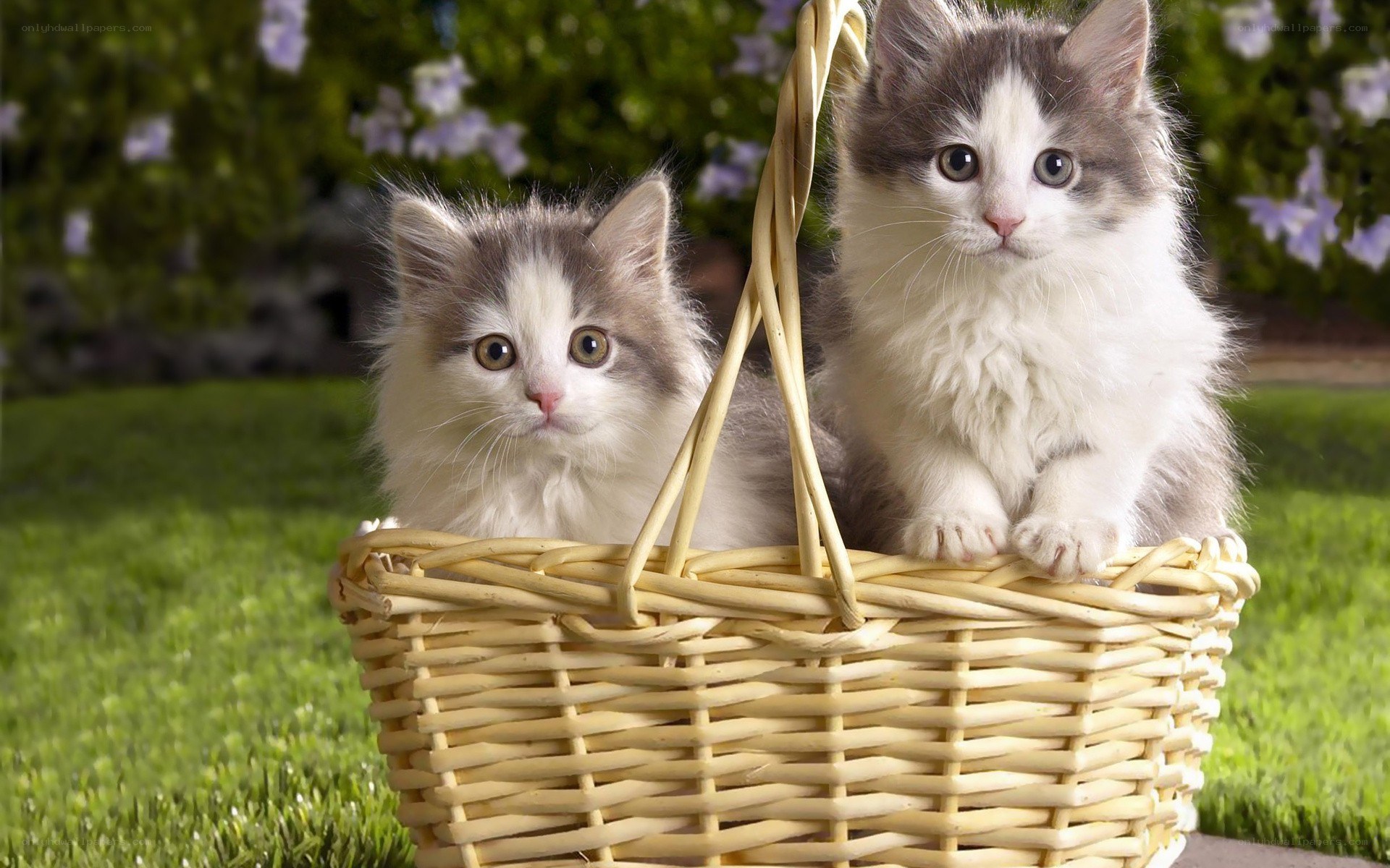Two kittens in a basket