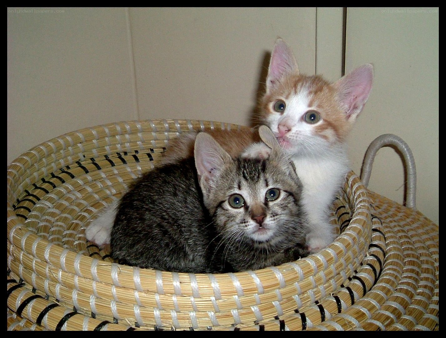 Two kittens in a basket