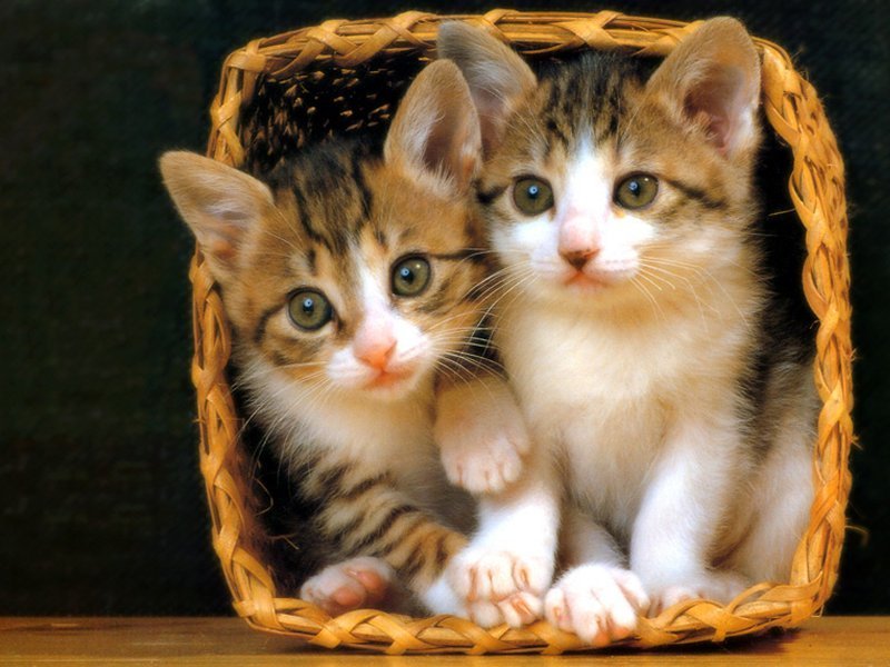 Two kittens in a basket
