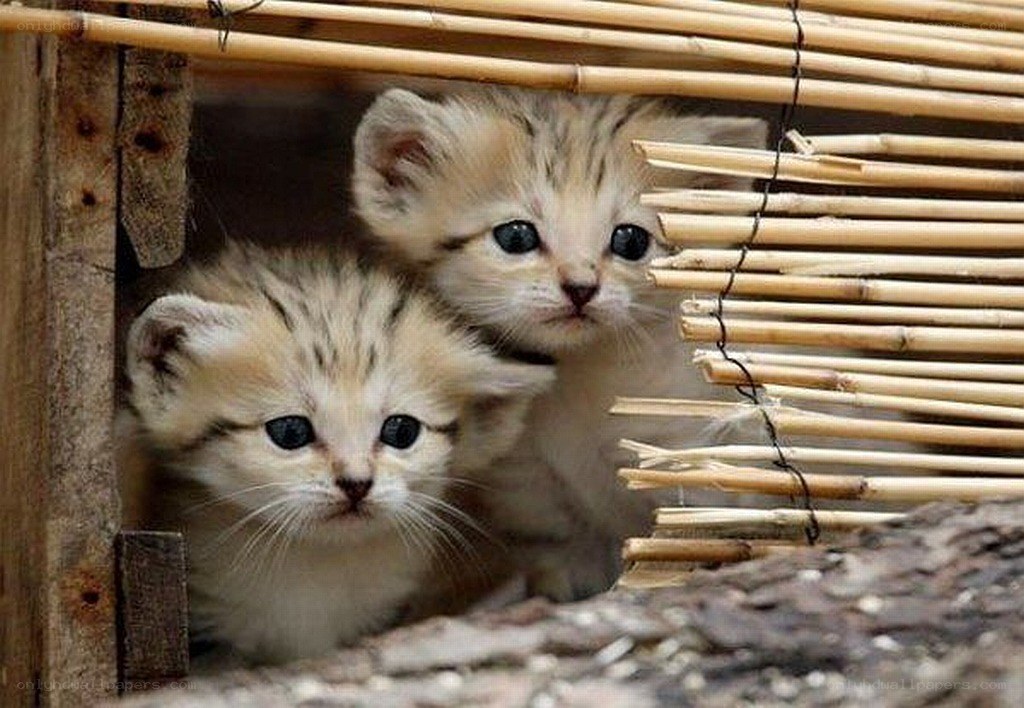 two kittens in a basket