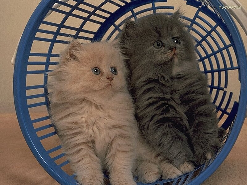 Two kittens in a basket