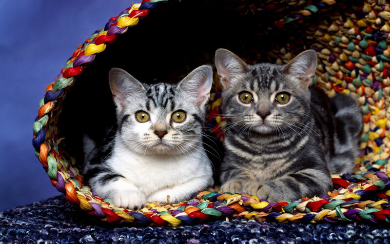 two kittens in a basket