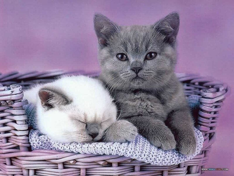 Two kittens in a basket