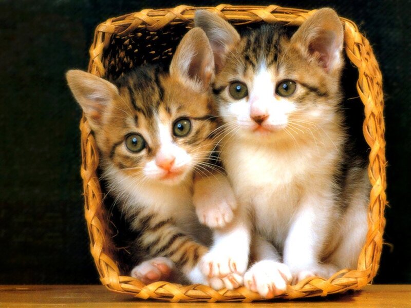 Two kittens in a basket