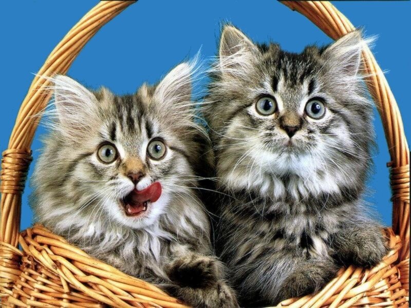 two kittens in a basket