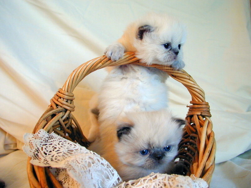 Two kittens in a basket