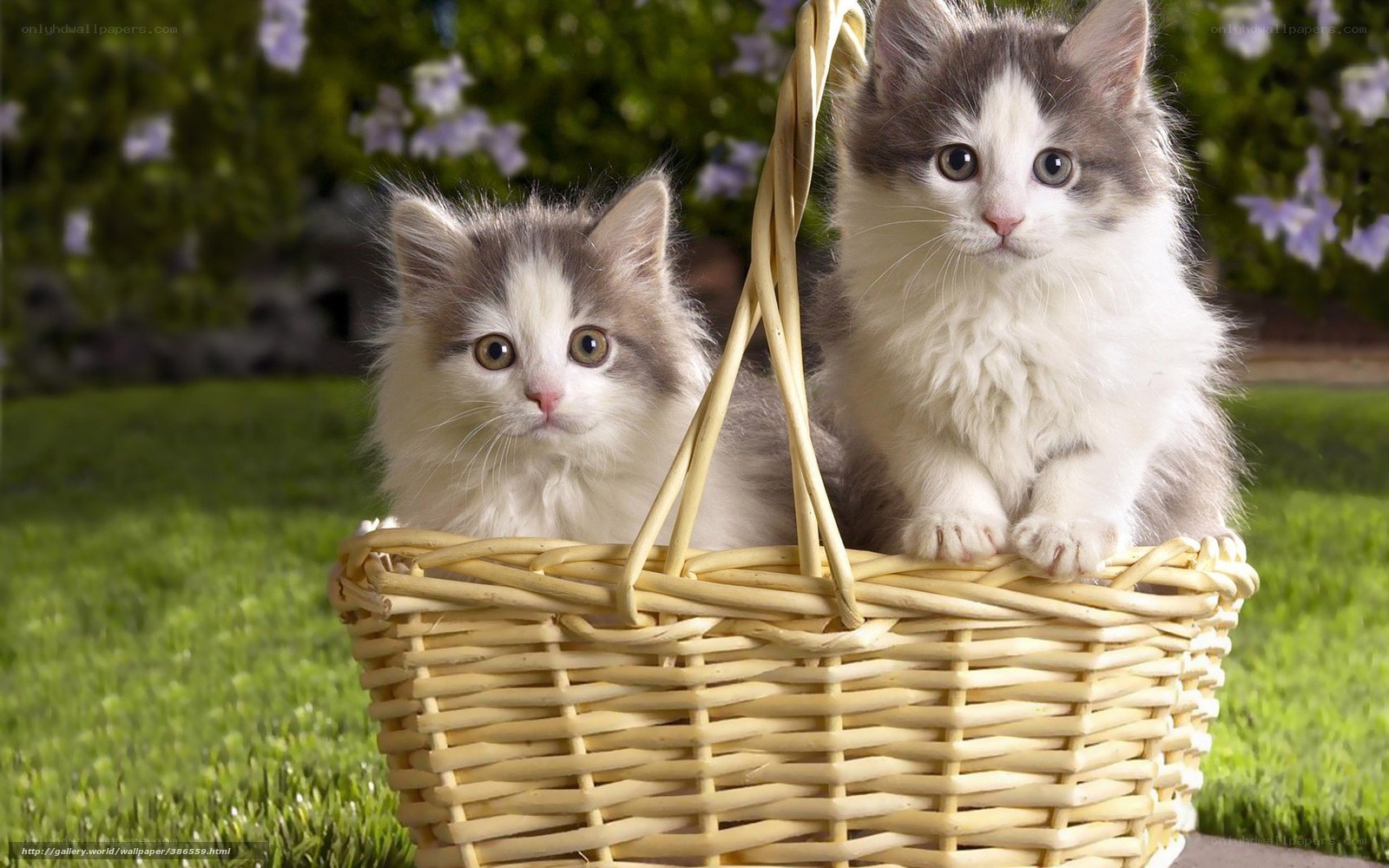Two kittens in a basket