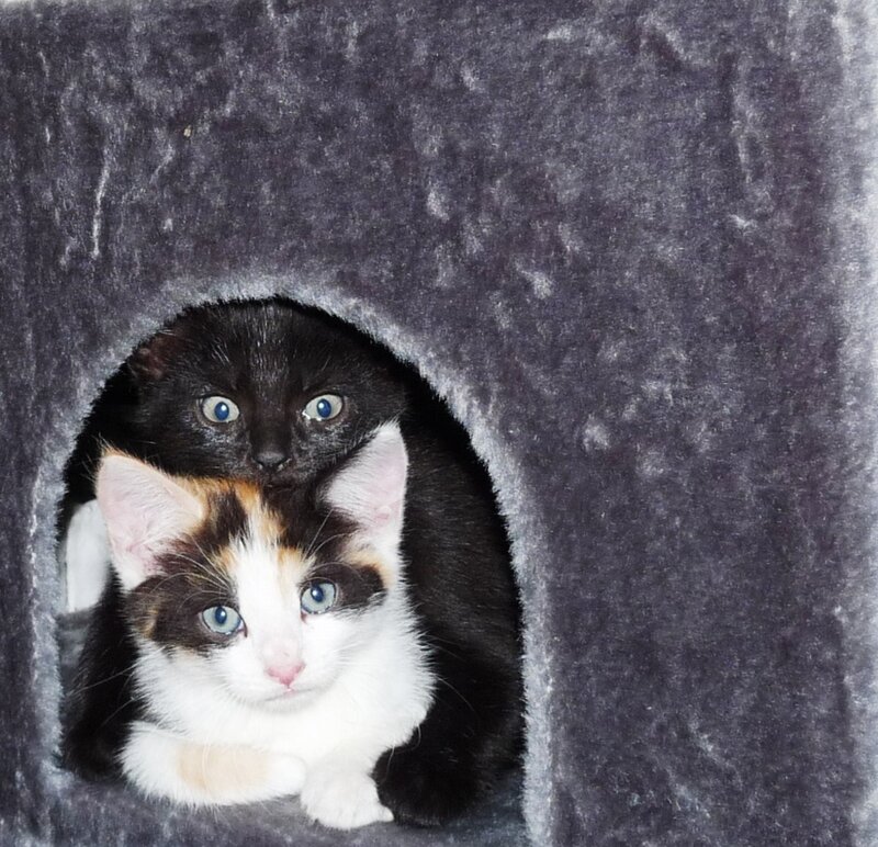 Two Kittens in a Bed — Gray