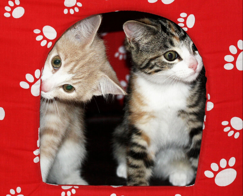 Two Kittens in a Bed