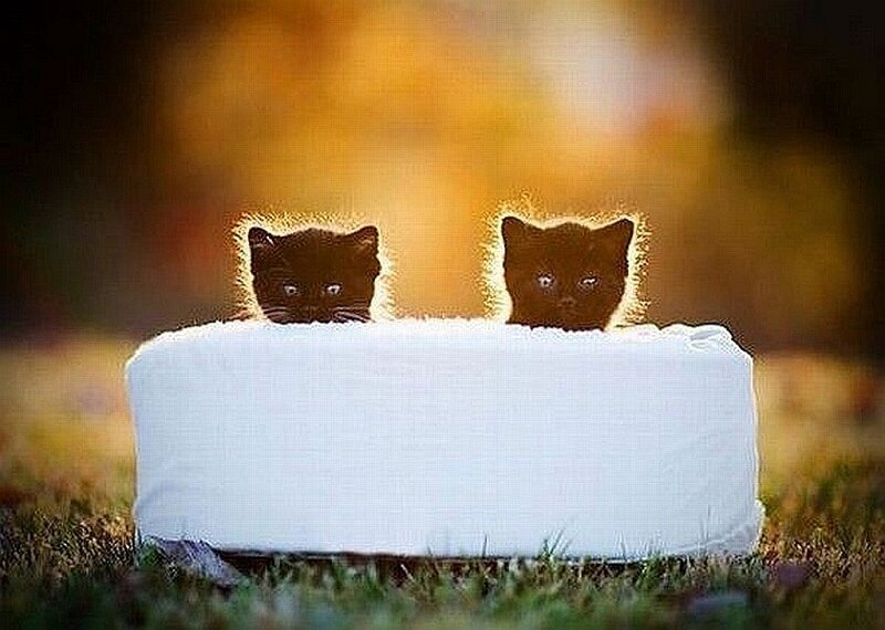 two kittens in a blanket