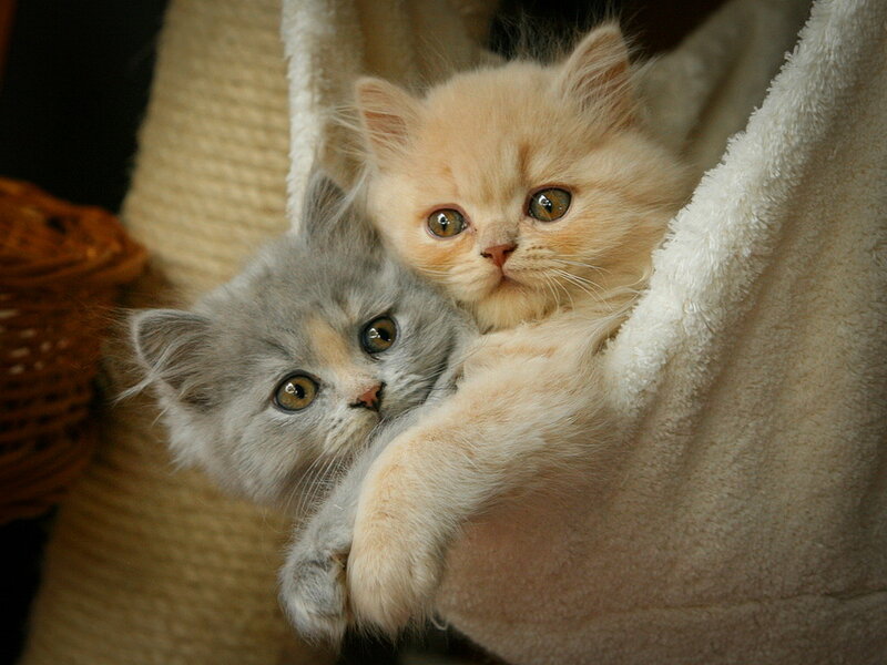 Two Kittens in a Blanket — White