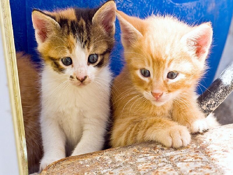 two kittens in a blue container