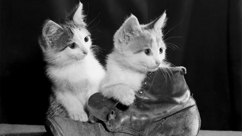 Two kittens in a boot