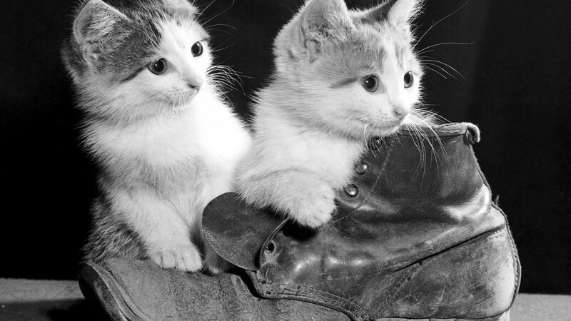 Two kittens in a boot