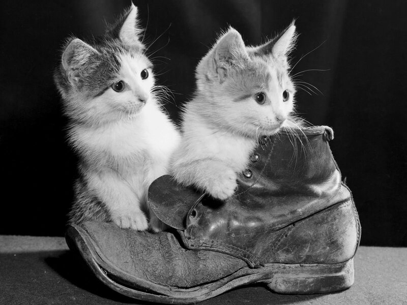 Two kittens in a boot