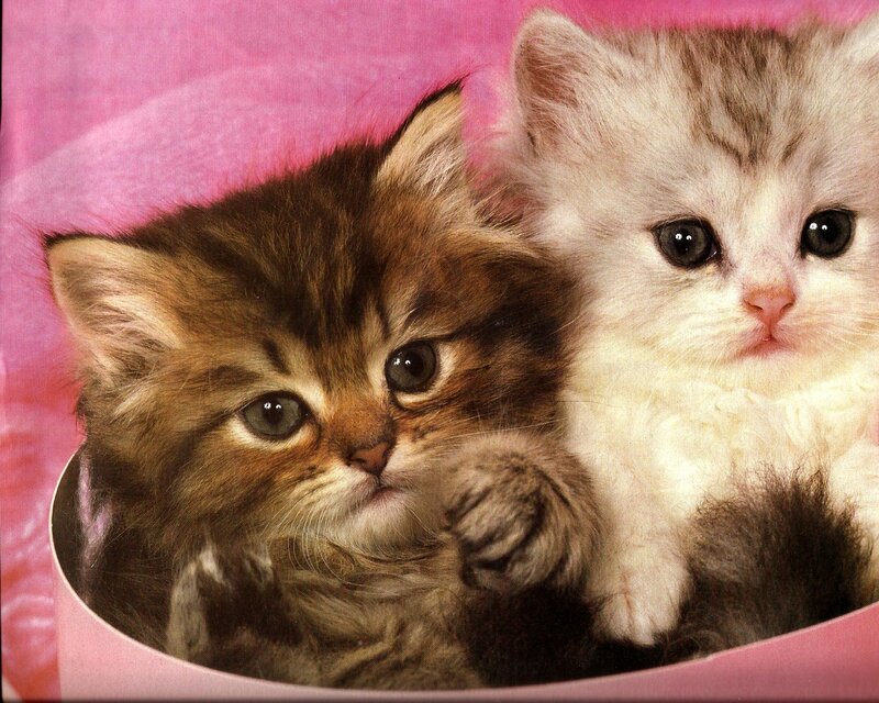 Two Kittens in a Bowl — Pink, Calm