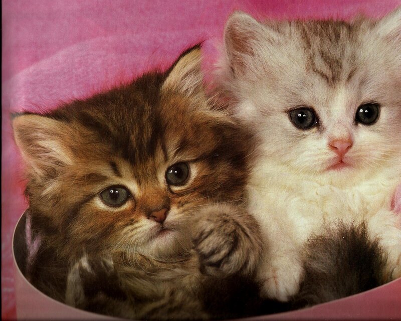 Two Kittens in a Bowl — Pink