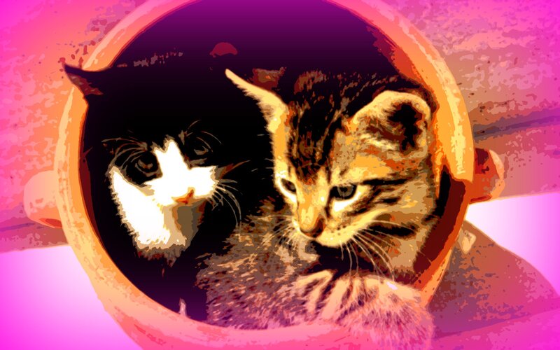 Two Kittens in a Bowl
