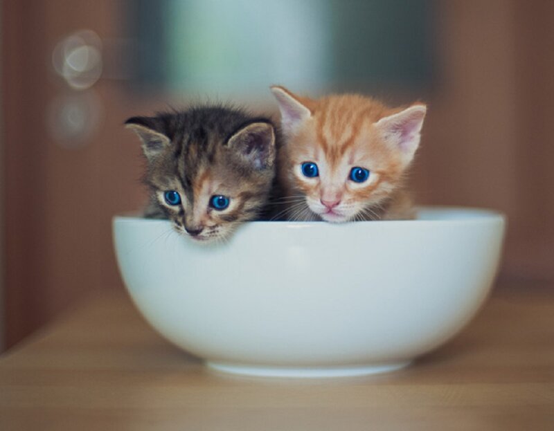 Two Kittens in a Bowl — White, Calm
