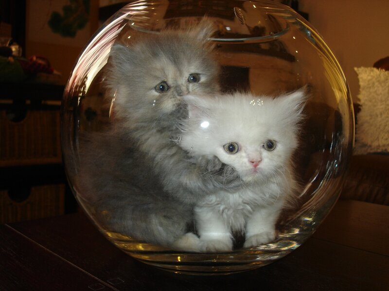 Two Kittens in a Bowl — White, Curious