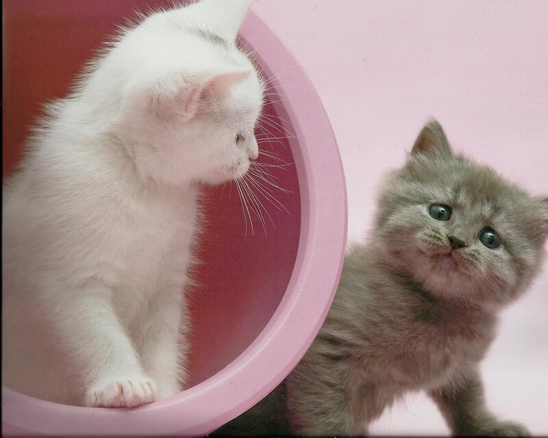 Two Kittens in a Bowl — White