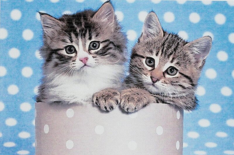 Two Kittens in a Box — Blue