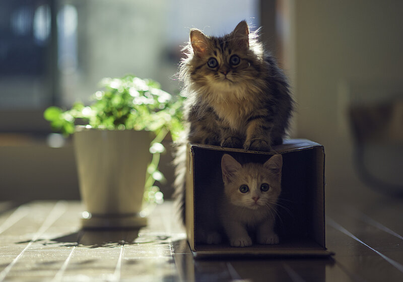Two Kittens in a Box — Brown, Calm, Afternoon