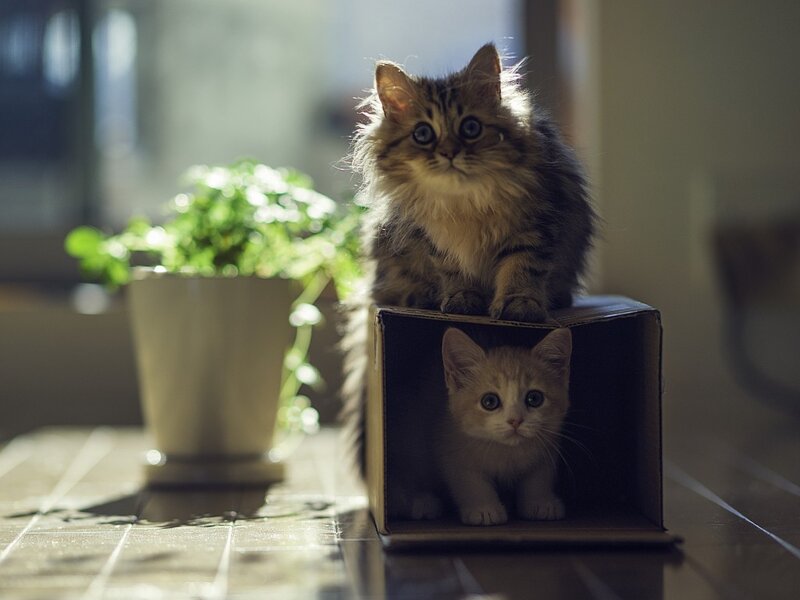Two Kittens in a Box — Brown, Calm, Morning
