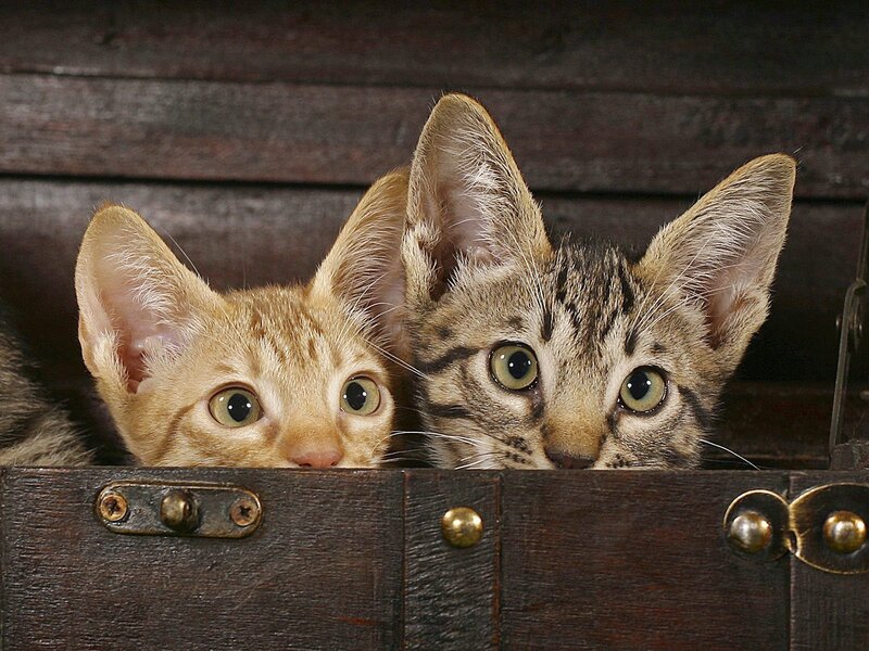 Two Kittens in a Box — Brown, Curious, Photograph