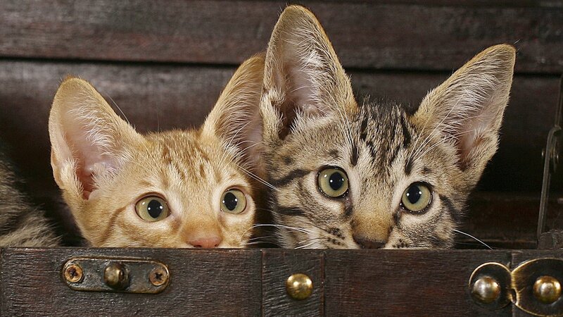 Two Kittens in a Box — Brown, Curious, Photograph, Wooden Surface