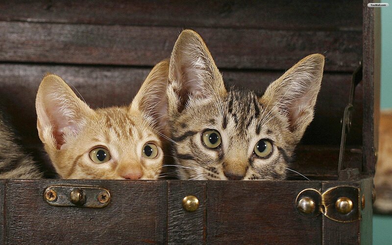 Two Kittens in a Box — Brown, Curious