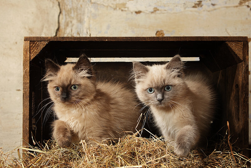 Two Kittens in a Box — Brown