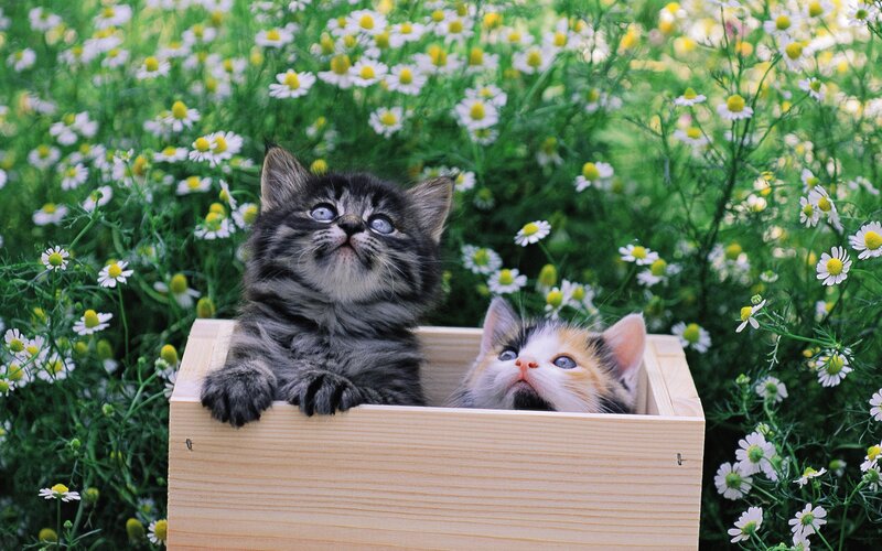 Two Kittens in a Box — Green, Peaceful