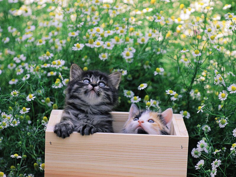 Two Kittens in a Box — Green, Serene, Spring, Photograph