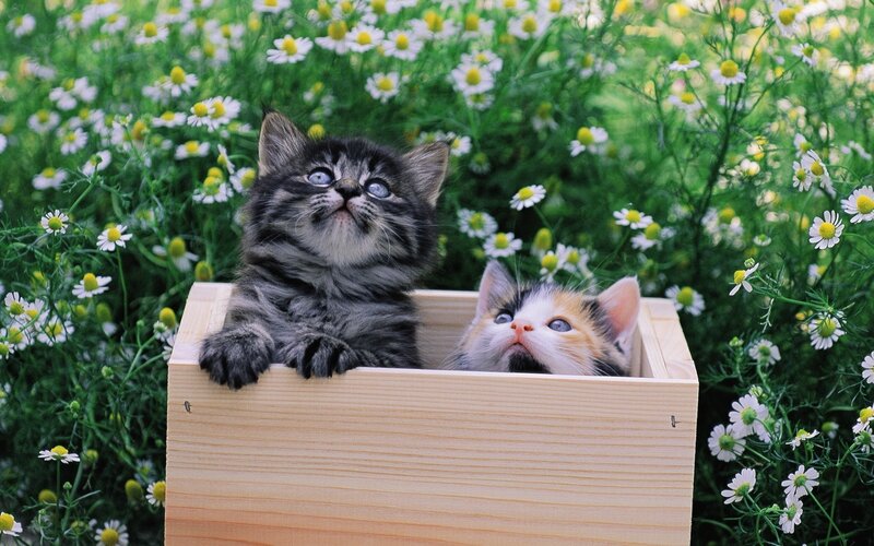 Two Kittens in a Box — Green, Serene, Spring
