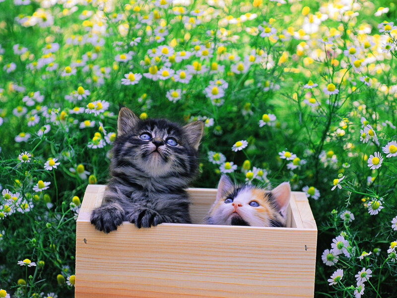 Two Kittens in a Box — Green, Serene