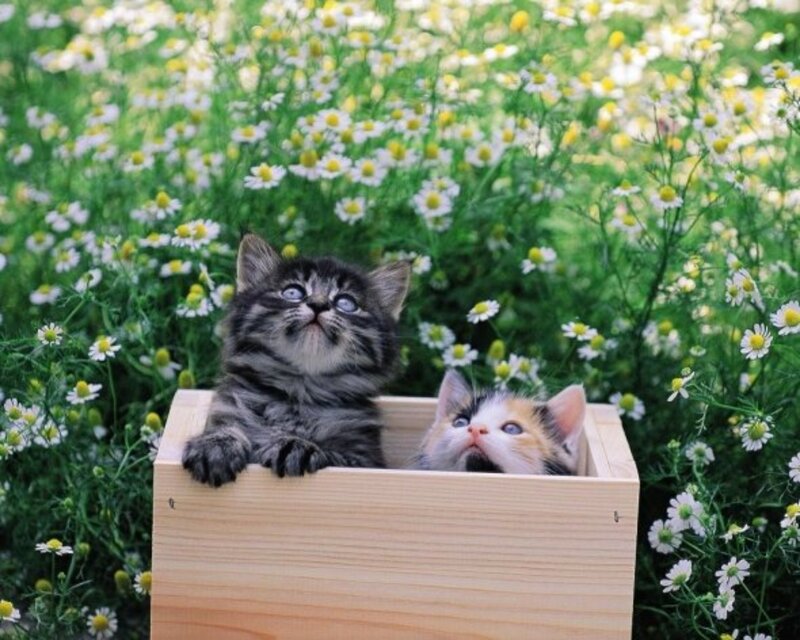 Two Kittens in a Box — Green