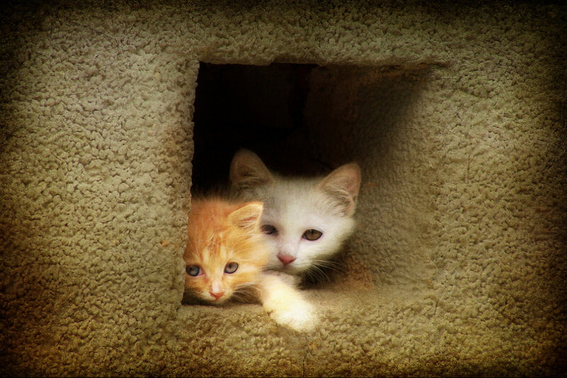 Two Kittens in a Box — Orange