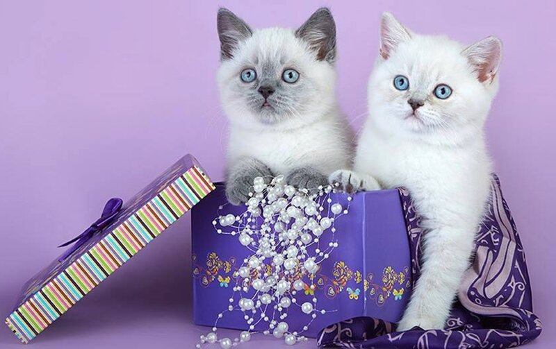 Two Kittens in a Box — Purple