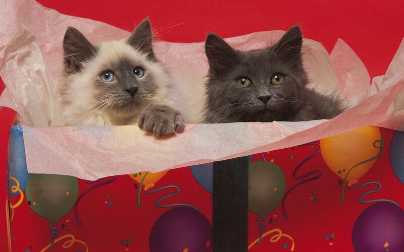 Two Kittens in a Box — Red, Festive, Photograph