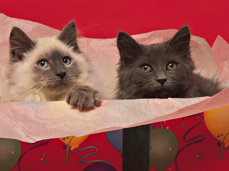 Two Kittens in a Box — Red