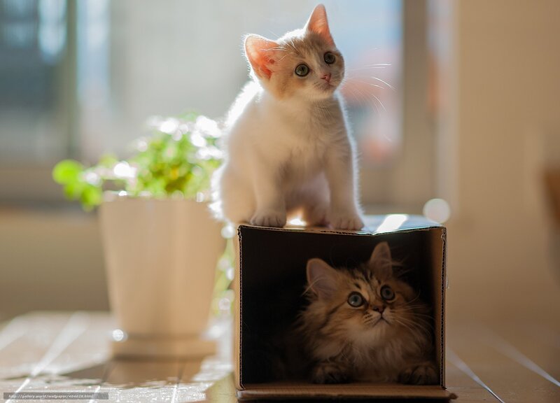 Two kittens in a box