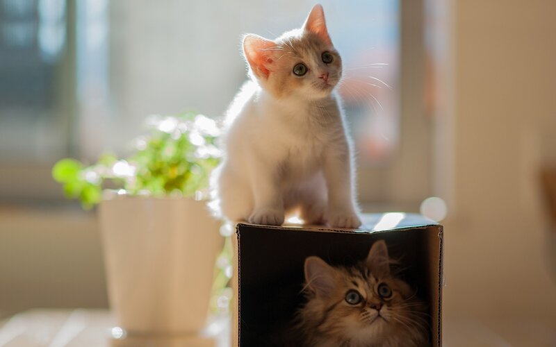 Two Kittens in a Box — White, Curious, Morning