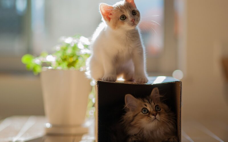 Two Kittens in a Box — White, Curious