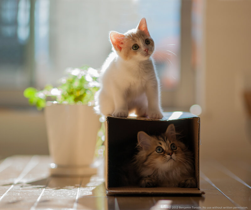 Two Kittens in a Box — White