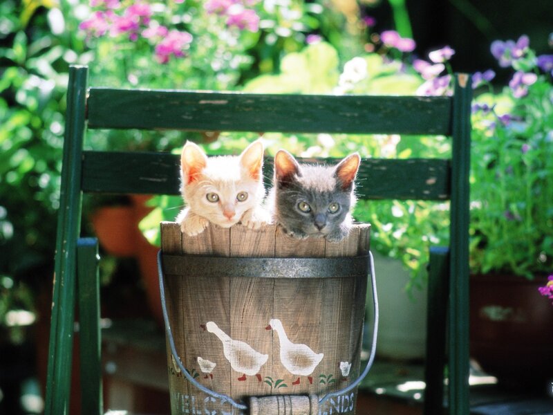 Two Kittens in a Bucket — Green, Serene