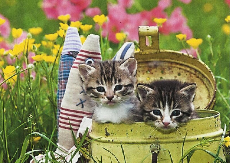 Two Kittens in a Bucket — Green