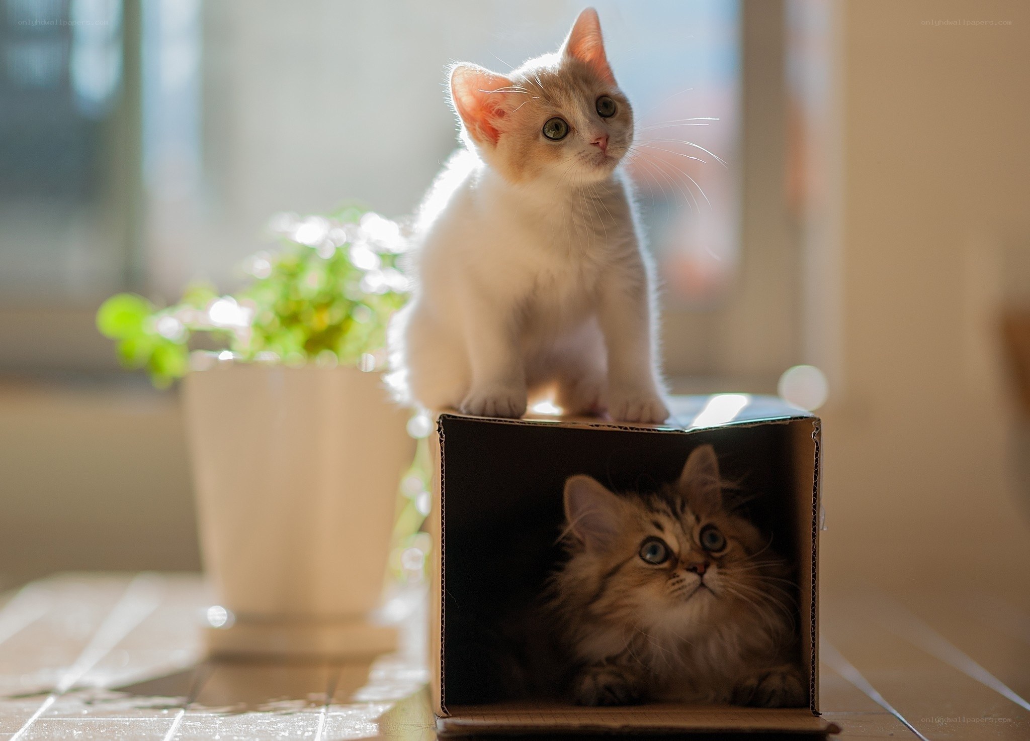 Two kittens in a cardboard box