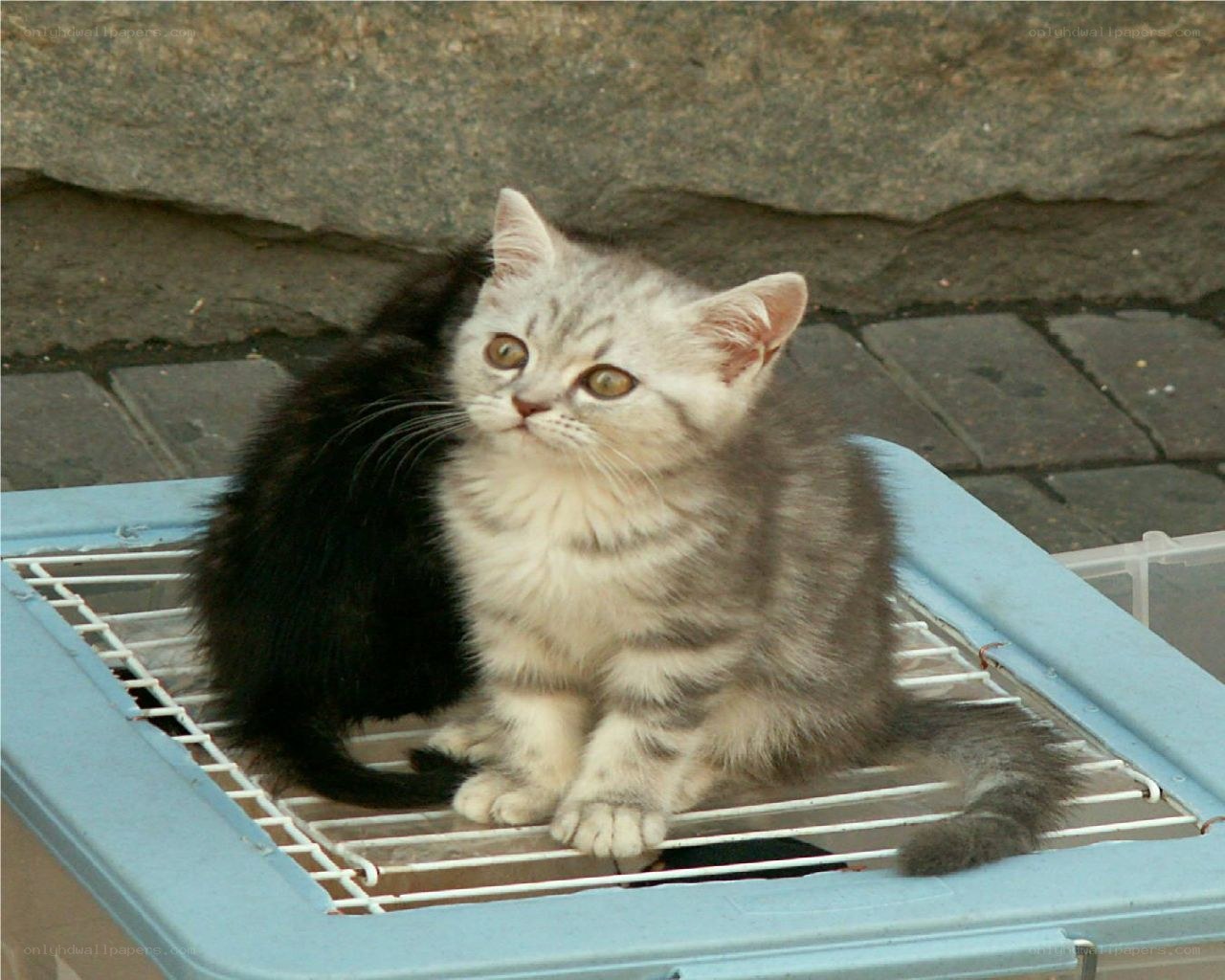 Two kittens in a carrier
